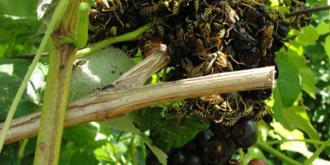 Rešetka za grožđe od osa i ptica, kako napraviti vrećice vlastitim rukama